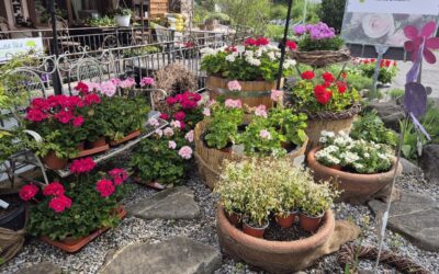 Jetzt Sommerflor pflanzen!